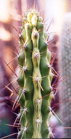 Corryocactus_brevestylus